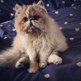 (Category: ) located in . Submitted by catsocrates (Listing ID 1359785499, Image 1). Description: .