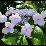 (Category: ) located in . Submitted by hydrangea (Listing ID 1355211137, Image 1). Description: .