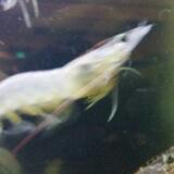 (Category: ) located in . Submitted by rickchoy (Listing ID 1110070121, Image 1). Description: .