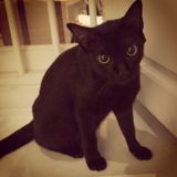 (Category: ) located in . Submitted by paul.line (Listing ID 1371272487, Image 1). Description: .