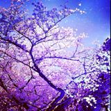 (Category: ) located in . Submitted by tealoscope (Listing ID 1277569855, Image 1). Description: .
