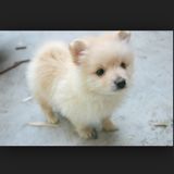 (Category: ) located in . Submitted by lorddennings (Listing ID 1335868099, Image 1). Description: .