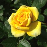 (Category: ) located in . Submitted by sunday.rose (Listing ID 1373370257, Image 1). Description: .