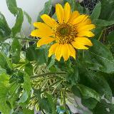(Category: ) located in . Submitted by jodepicts (Listing ID 1376027127, Image 1). Description: .