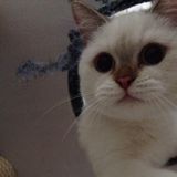(Category: ) located in . Submitted by meowlene (Listing ID 1378539726, Image 1). Description: .