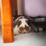 (Category: ) located in . Submitted by bunnyj10 (Listing ID 1379653206, Image 1). Description: .