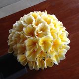 (Category: ) located in . Submitted by flowersactually (Listing ID 1375386958, Image 1). Description: .
