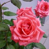 (Category: ) located in . Submitted by hipcup (Listing ID 1344873708, Image 1). Description: .