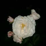 (Category: ) located in . Submitted by angi20 (Listing ID 1164320144, Image 1). Description: .