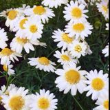 (Category: ) located in . Submitted by ohmya (Listing ID 1376385435, Image 1). Description: .