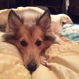 (Category: ) located in . Submitted by sneeziehamster (Listing ID 1171805201, Image 1). Description: .