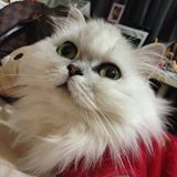 (Category: ) located in . Submitted by carmen.never (Listing ID 1372282173, Image 1). Description: .