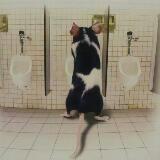 (Category: ) located in . Submitted by gbizkit (Listing ID 1371455795, Image 1). Description: .