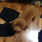 (Category: ) located in . Submitted by redshirt (Listing ID 1378959521, Image 1). Description: .