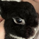 (Category: ) located in . Submitted by thewongdirection (Listing ID 1384325977, Image 1). Description: .