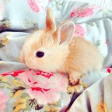 (Category: ) located in . Submitted by happybunnies (Listing ID 1253605637, Image 1). Description: .