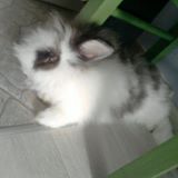 (Category: ) located in . Submitted by lee.chng.9 (Listing ID 1458398829, Image 1). Description: .