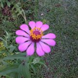 (Category: ) located in . Submitted by dfl123 (Listing ID 281761401, Image 1). Description: .