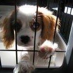 (Category: ) located in . Submitted by lil_garden (Listing ID 1338996637, Image 1). Description: .
