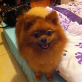 (Category: ) located in . Submitted by chinchin82 (Listing ID 1379098702, Image 1). Description: .