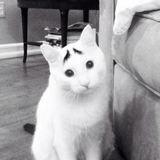 (Category: ) located in . Submitted by bridgeyyy (Listing ID 1380733991, Image 1). Description: .