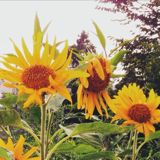 (Category: ) located in . Submitted by happy-sunflower (Listing ID 1380235788, Image 1). Description: .