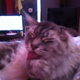 (Category: ) located in . Submitted by peppercrab73 (Listing ID 1171628267, Image 1). Description: .