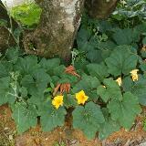 (Category: ) located in . Submitted by terrence (Listing ID 1350917168, Image 1). Description: .