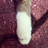 (Category: ) located in . Submitted by whitepaw (Listing ID 1375681666, Image 1). Description: .