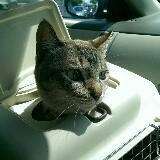 (Category: ) located in . Submitted by pudgy (Listing ID 1380565359, Image 1). Description: .