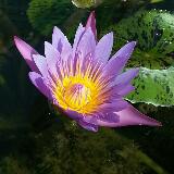 (Category: ) located in . Submitted by rainbow.. (Listing ID 1110894141, Image 1). Description: .