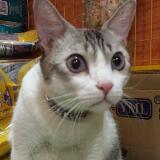 (Category: ) located in . Submitted by pixiej (Listing ID 1451704431, Image 1). Description: .
