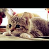 (Category: ) located in . Submitted by litingv_ (Listing ID 1320631981, Image 1). Description: .