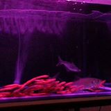 (Category: ) located in . Submitted by wiikyfish (Listing ID 1158595723, Image 1). Description: .