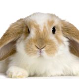 (Category: ) located in . Submitted by bunnyrarebit (Listing ID 1377651359, Image 1). Description: .