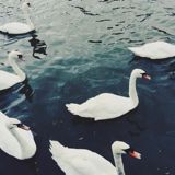 (Category: ) located in . Submitted by onewayparade (Listing ID 1377385208, Image 1). Description: .