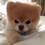 (Category: ) located in . Submitted by evelyn.lee.7169 (Listing ID 1362100422, Image 1). Description: .