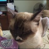 (Category: ) located in . Submitted by tamatoi (Listing ID 1380561541, Image 1). Description: .