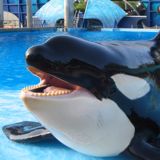 (Category: ) located in . Submitted by shamu (Listing ID 1363209581, Image 1). Description: .