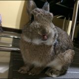 (Category: ) located in . Submitted by ceo.like (Listing ID 1465585767, Image 1). Description: .