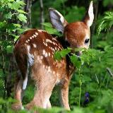 (Category: ) located in . Submitted by reindeer13 (Listing ID 1284947433, Image 1). Description: .
