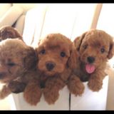 (Category: ) located in . Submitted by ilovemkk (Listing ID 1351846498, Image 1). Description: .