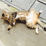 (Category: ) located in . Submitted by d4nz (Listing ID 1443919302, Image 1). Description: .