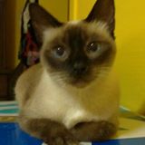 (Category: ) located in . Submitted by hazymorning (Listing ID 1371631225, Image 1). Description: .