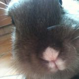 (Category: ) located in . Submitted by charmaineanne (Listing ID 1358418164, Image 1). Description: .