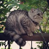 (Category: ) located in . Submitted by fiddo (Listing ID 1354568571, Image 1). Description: .