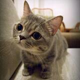 (Category: ) located in . Submitted by ardorsc (Listing ID 1384262693, Image 1). Description: .