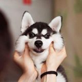 (Category: ) located in . Submitted by arcticwolves (Listing ID 1279660792, Image 1). Description: .