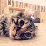 (Category: ) located in . Submitted by ahminmeow (Listing ID 1384484503, Image 1). Description: .