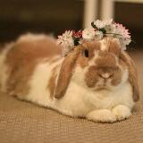 (Category: ) located in . Submitted by netteh (Listing ID 1341787067, Image 1). Description: .